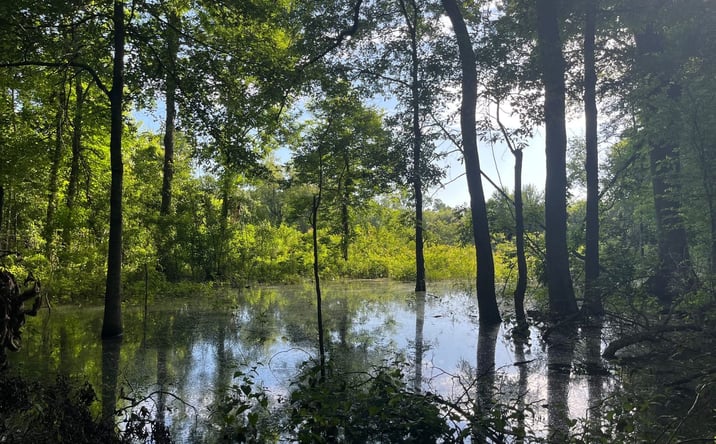 Pictures of Land property located at 0 Hwy 28, Jonesville, LA 71343 for sales - image #1