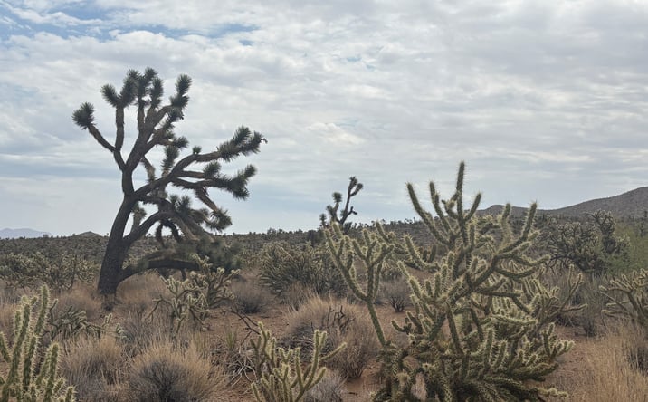 Pictures of Land property located at DOLAN SPRINGS AZ 86441, DOLAN SPRINGS, AZ 86441 for sales - image #1