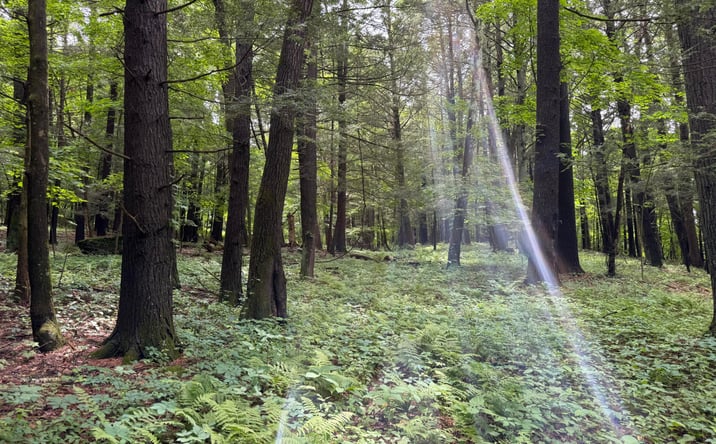 Pictures of Land property located at Tbd Green Lake Road, Athens, NY 12015 for sales - image #1