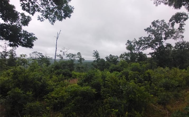 Pictures of Land property located at 12 Tract 12, Highway O, Belleview, MO 63623 for sales - image #1