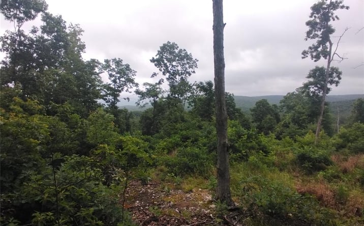 Pictures of Land property located at 5 Tract 5 Off Hwy O, Belleview, MO 63623 for sales - image #1
