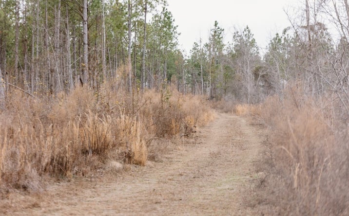 Pictures of Land property located at Bunn Store Rd, Midville, GA 30441 for sales - image #1