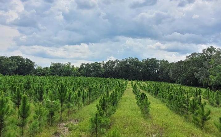 Pictures of Land property located at 5150 NW 50th St, Chiefland, FL 32626 for sales - image #1