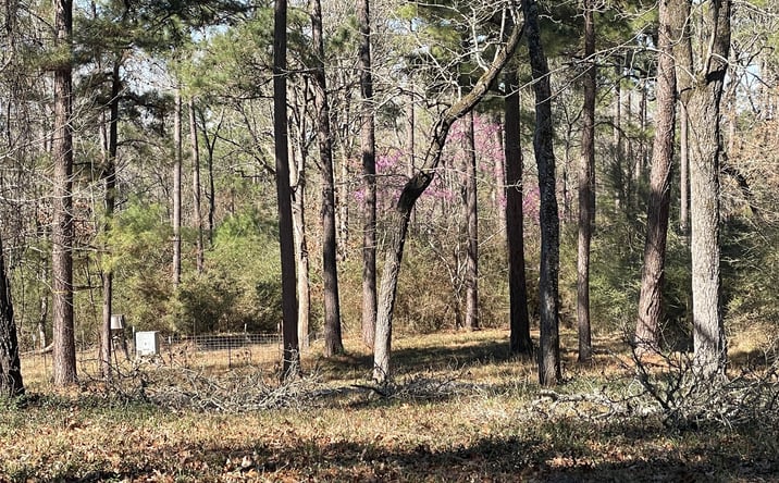 Pictures of Land property located at TBD County Road 207, Centerville, TX 75833 for sales - image #1