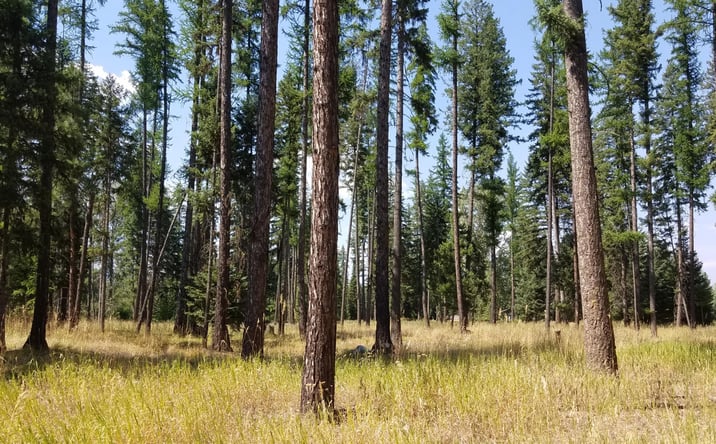 Pictures of Land property located at 79 Fallen Bear Lane, Libby, MT 59923 for sales - image #1