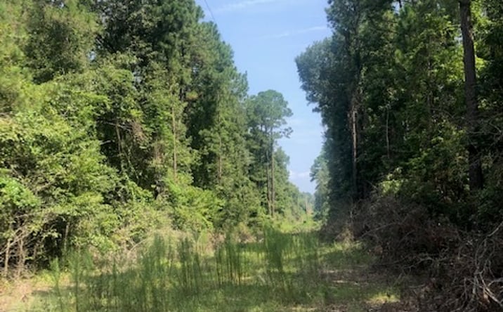 Pictures of Land property located at Mill Creek Rd. & Buck Creek Rd, Statesboro, GA 30461 for sales - image #1