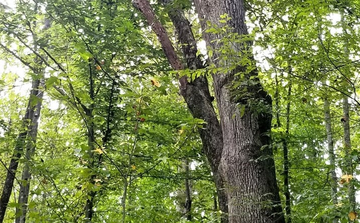 Pictures of Land property located at Shosone Road, Clarksville, VA 23927 for sales - image #1