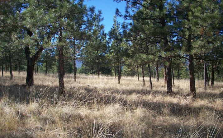 Pictures of Land property located at Lot 23 Leiber Lane, Plains, MT 59859 for sales - image #1