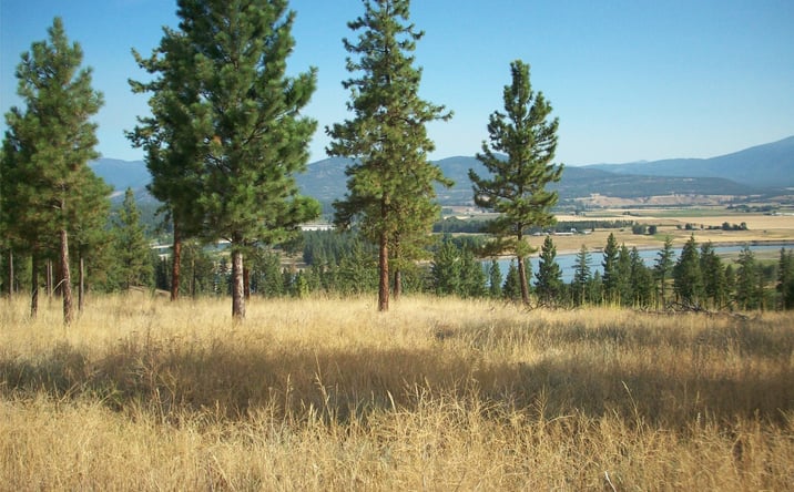 Pictures of Land property located at Lot 7 Loberg Road, Plains, MT 59859 for sales - image #1