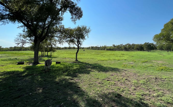 Pictures of Land property located at Caldvis Rd & Bock Rd, Mustang Ridge, TX 78610 for sales - image #1