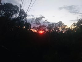 11786175