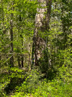 15638757