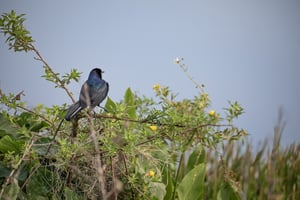 20158096