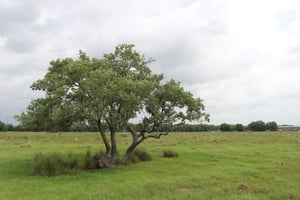 17456817