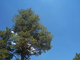 19529091