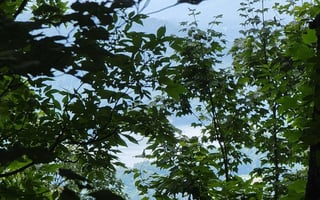20454775