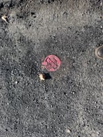 20916558