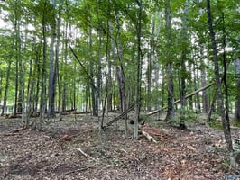 21407679