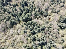 21521240