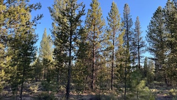21568594