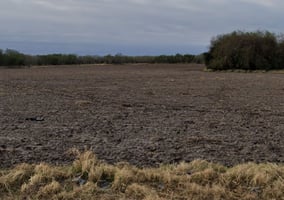 21673955
