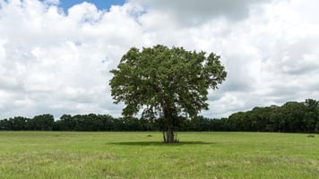 21736678