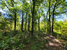 21753796