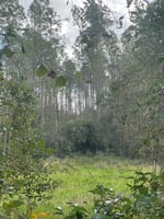 21754539