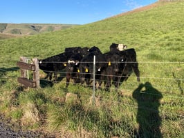 24196710