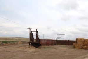 23305259