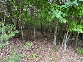 23687595