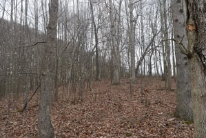 23696161