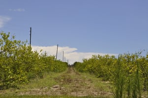 23884895