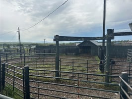 29505768