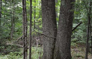24163914