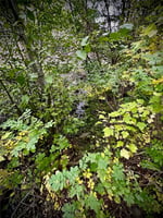27290765