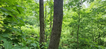 24649470