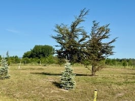 24685058