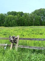 24736851