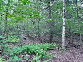24795229