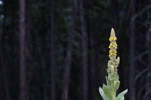 24811852