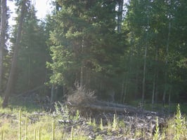 31652855