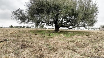 25551459