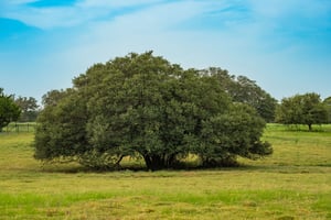 26523371