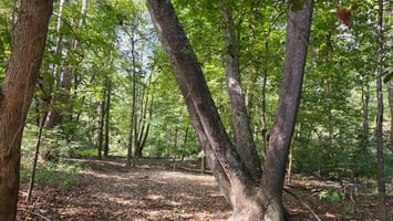 27295042