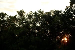 27306159