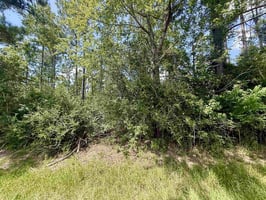 27503329