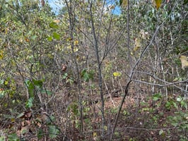 27596329