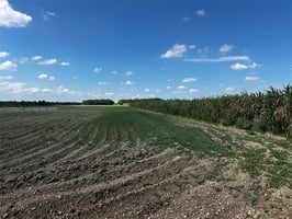 31684779