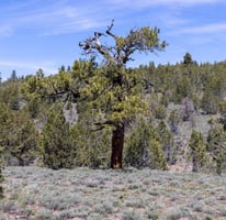 34068368